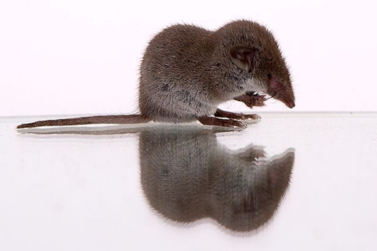 Lesser white-toothed shrew © Sebastian Ritter