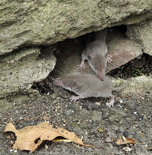 Greater white-toothed shrew &copy; <a href="//commons.wikimedia.org/wiki/User:DerHexer" title="User:DerHexer">DerHexer</a>, Wikimedia Commons