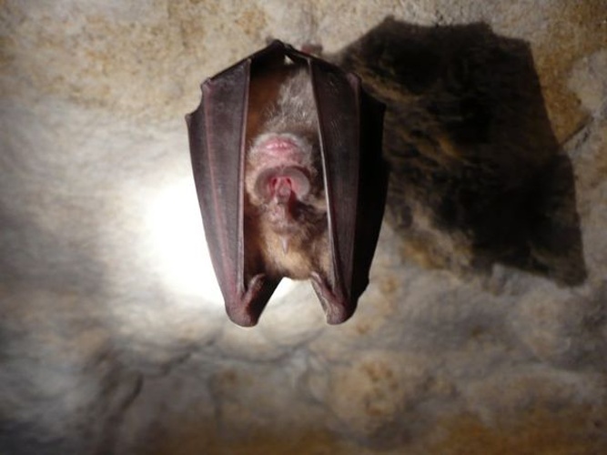 Greater Horseshoe Bat © Marie Jullion