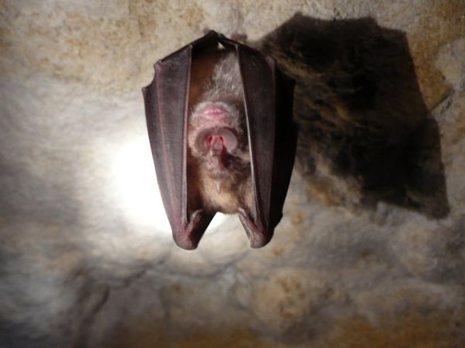 Greater Horseshoe Bat &copy; Marie Jullion