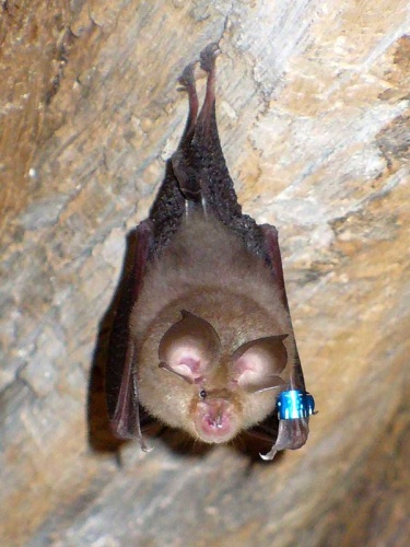 Lesser horseshoe bat © <a href="//commons.wikimedia.org/w/index.php?title=User:Lylambda&amp;action=edit&amp;redlink=1" class="new" title="User:Lylambda (page does not exist)">Lylambda (lylambda@gmail.com)</a>
