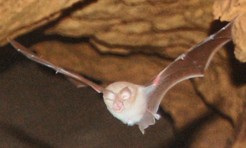 Mediterranean Horseshoe Bat &copy; <a href="//commons.wikimedia.org/wiki/User:Carlosblh" title="User:Carlosblh">Carlosblh</a>