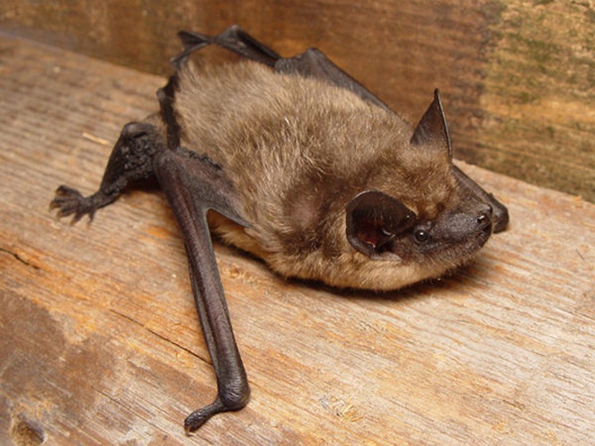 Serotine Bat © <a href="//commons.wikimedia.org/wiki/User:Mnolf" title="User:Mnolf">Mnolf</a>