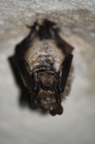Geoffroy's bat &copy; Rémi Bigonneau