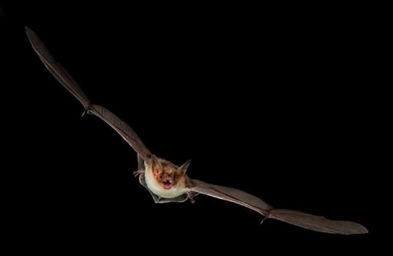 Lesser mouse-eared bat © <a href="//commons.wikimedia.org/w/index.php?title=User:Hyla_meridionalis&amp;action=edit&amp;redlink=1" class="new" title="User:Hyla meridionalis (page does not exist)">C. Robiller / www.naturlichter.de</a>