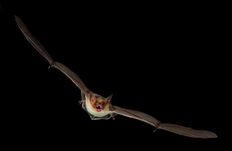 Lesser mouse-eared bat &copy; <a href="//commons.wikimedia.org/w/index.php?title=User:Hyla_meridionalis&amp;action=edit&amp;redlink=1" class="new" title="User:Hyla meridionalis (page does not exist)">C. Robiller / www.naturlichter.de</a>