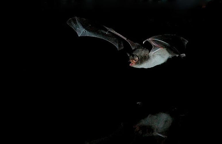 Long-fingered bat © Joxerra Aihartza