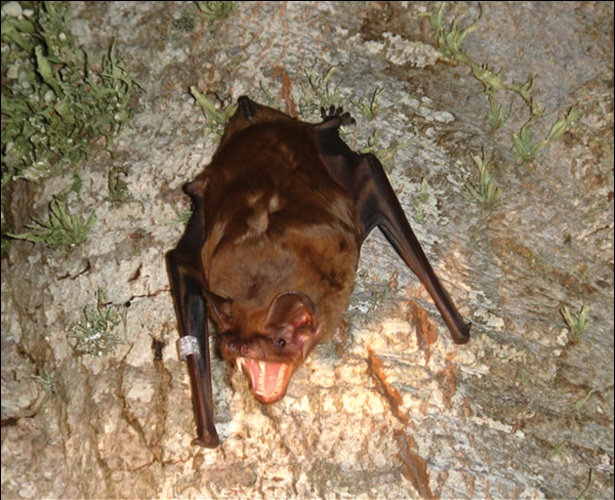 Greater noctule bat © Popa-Lisseanu AG, Delgado-Huertas A, Forero MG, Rodríguez A, Arlettaz R, &amp; Ibáñez C