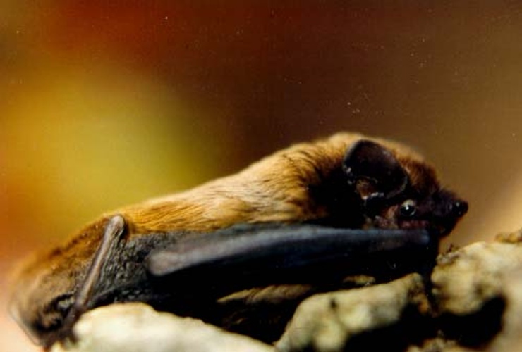 Lesser noctule &copy; Manuel Werner, Nürtingen, AG Fledermausschutz Baden-Württemberg