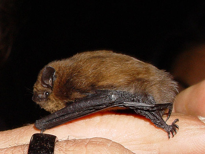 Common pipistrelle &copy; 