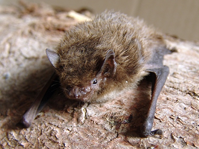 Nathusius's pipistrelle © <a href="//commons.wikimedia.org/wiki/User:Mnolf" title="User:Mnolf">Mnolf</a>