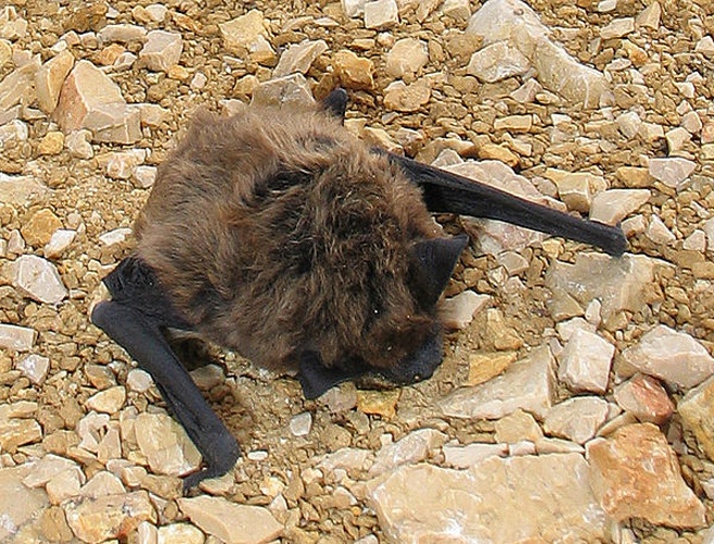 Savi's Pipistrelle &copy; <ul>
<li>
<a href="//commons.wikimedia.org/wiki/File:Hypsugo_savii_Trtar.jpg" title="File:Hypsugo savii Trtar.jpg">Hypsugo_savii_Trtar.jpg</a>: <a href="//commons.wikimedia.org/w/index.php?title=User:Podmejc&amp;action=edit&amp;redlink=1" class="new" title="User:Podmejc (page does not exist)">Tomaž Jančar</a>
</li>
<li>derivative work: <a href="//commons.wikimedia.org/wiki/User:Linnea" title="User:Linnea">Linnea</a>
</li>
</ul>