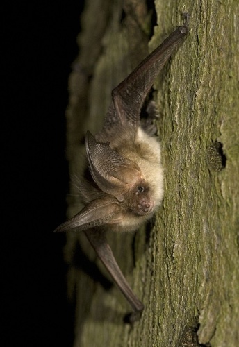 Grey long-eared bat © <a rel="nofollow" class="external text" href="https://www.flickr.com/photos/8170571@N03">Jasja Dekker</a>