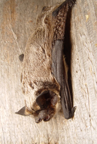 Parti-coloured bat © <a href="//commons.wikimedia.org/wiki/User:Mnolf" title="User:Mnolf">Mnolf</a>
