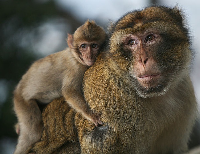 Barbary macaque &copy; <a rel="nofollow" class="external text" href="https://www.flickr.com/photos/55648084@N00">Karyn Sig</a>