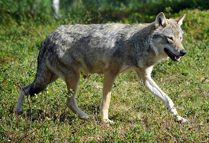 Canis lupus &copy; Johannes Jansson