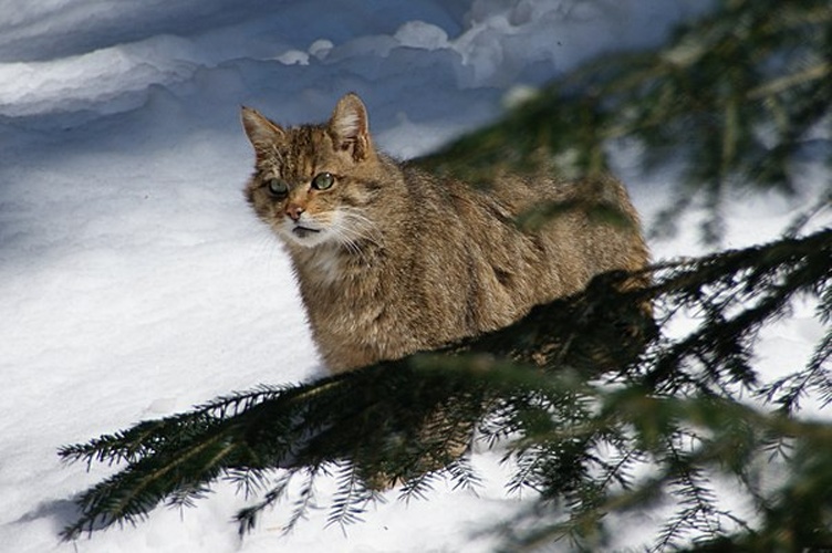 European wildcat © <a href="//commons.wikimedia.org/wiki/User:Aconcagua" title="User:Aconcagua">Aconcagua</a> (<a href="//commons.wikimedia.org/wiki/User_talk:Aconcagua" title="User talk:Aconcagua"><span class="signature-talk">talk</span></a>)