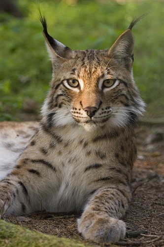 Eurasian Lynx &copy; Bernard Landgraf (<a href="//commons.wikimedia.org/wiki/User:Baerni" title="User:Baerni">User:Baerni</a>)