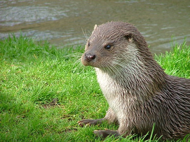 European Otter &copy; <a rel="nofollow" class="external text" href="https://www.flickr.com/photos/cjtrigg/">Catherine Trigg</a>