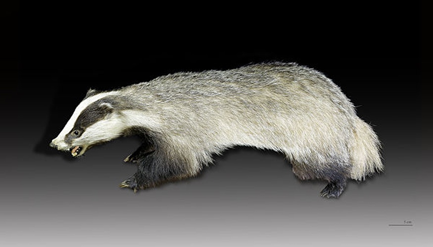 European badger &copy; <a href="//commons.wikimedia.org/wiki/User:Archaeodontosaurus" title="User:Archaeodontosaurus">Didier Descouens</a>