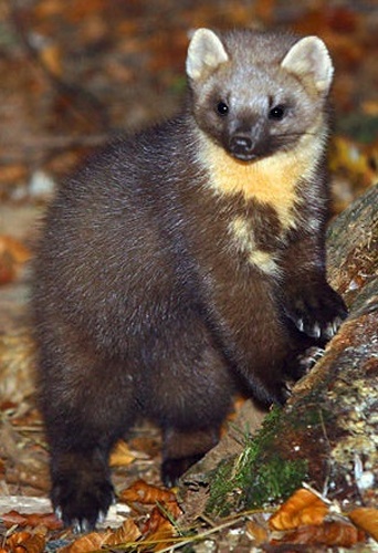 European Pine Marten &copy; <a href="https://sl.wikipedia.org/wiki/User:Czy" class="extiw" title="sl:User:Czy">Dani Kropivnik</a>