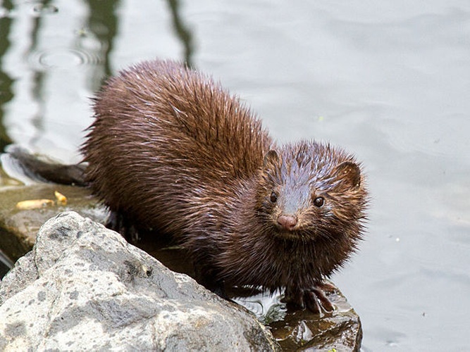 American mink &copy; <a href="//commons.wikimedia.org/wiki/User:Needsmoreritalin" title="User:Needsmoreritalin">Needsmoreritalin</a>