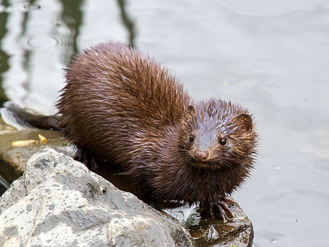 American mink © <a href="//commons.wikimedia.org/wiki/User:Needsmoreritalin" title="User:Needsmoreritalin">Needsmoreritalin</a>