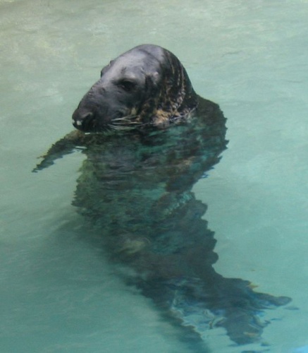 grey seal © <a href="//commons.wikimedia.org/wiki/User:Quadell" title="User:Quadell">Quadell</a>