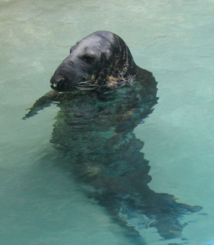 grey seal &copy; <a href="//commons.wikimedia.org/wiki/User:Quadell" title="User:Quadell">Quadell</a>