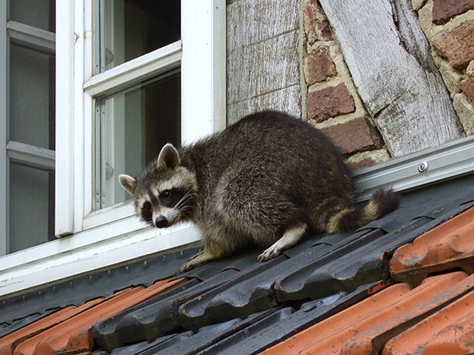 raccoon &copy; Carsten Volkwein