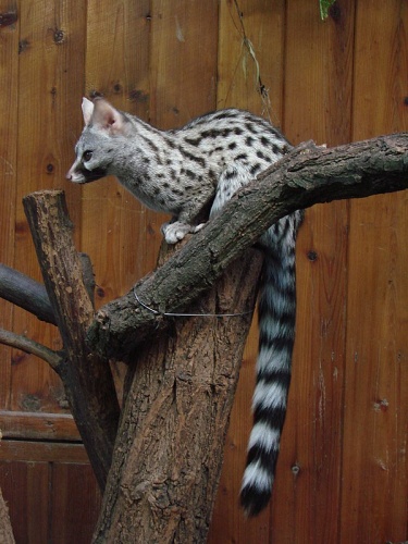 Common genet &copy; <b><a href="//commons.wikimedia.org/wiki/User:Gu%C3%A9rin_Nicolas" title="User:Guérin Nicolas">Guérin Nicolas</a> <sup>(<a href="//commons.wikimedia.org/wiki/User_talk:Gu%C3%A9rin_Nicolas" title="User talk:Guérin Nicolas">messages</a>)</sup></b>