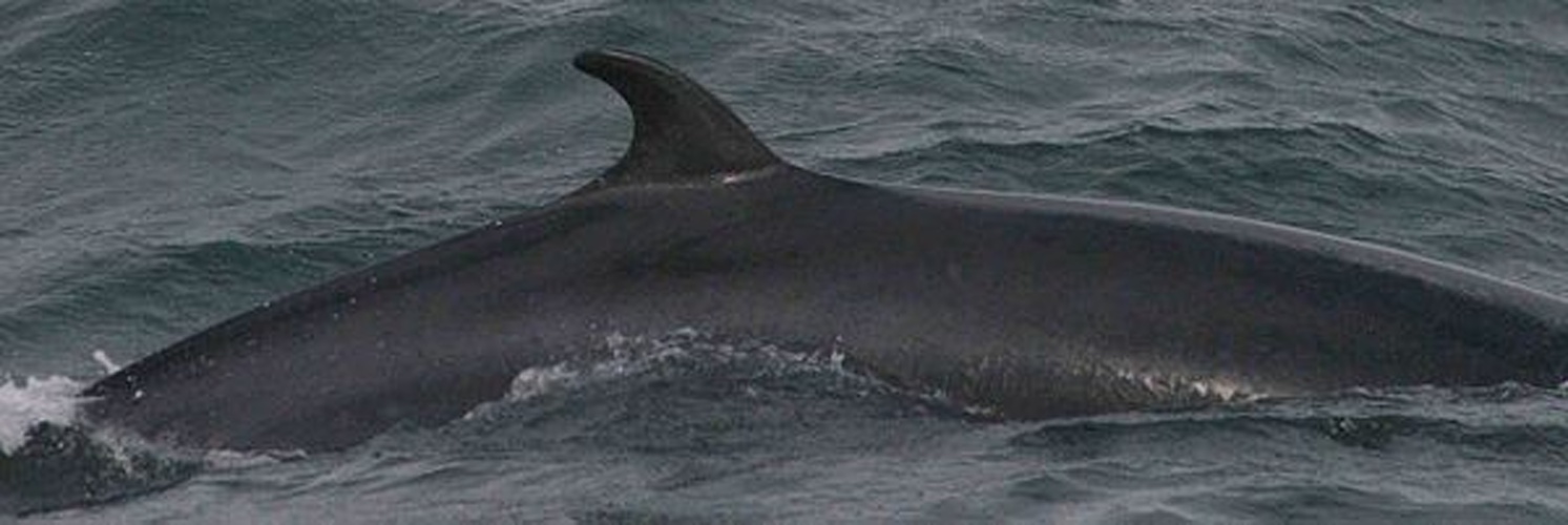 minke whale © 