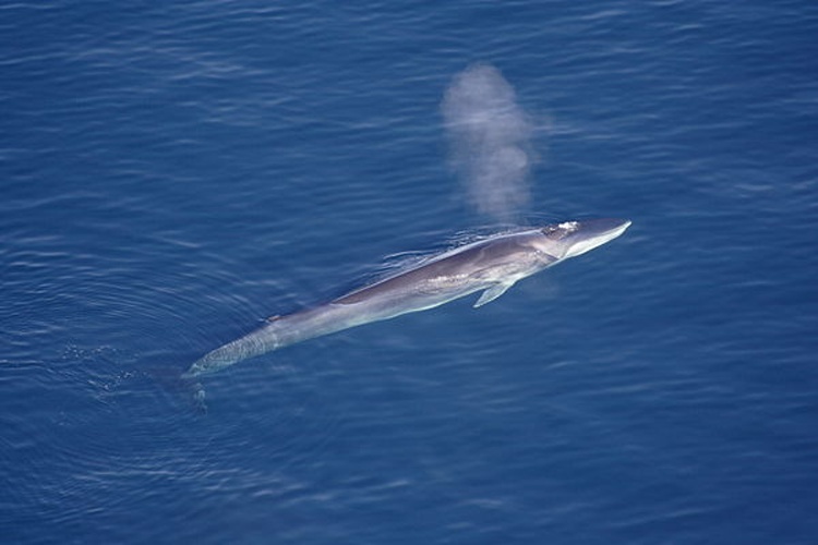 fin whale © Aqqa Rosing-Asvid - <a rel="nofollow" class="external text" href="https://www.flickr.com/people/22588240@N04">Visit Greenland</a>