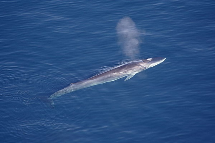 fin whale © Aqqa Rosing-Asvid - <a rel="nofollow" class="external text" href="https://www.flickr.com/people/22588240@N04">Visit Greenland</a>