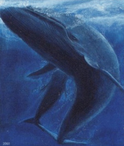 blue whale © Postverk Føroya - Philatelic Office