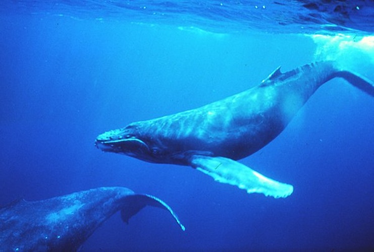 humpback whale &copy; Dr. Louis M. Herman.