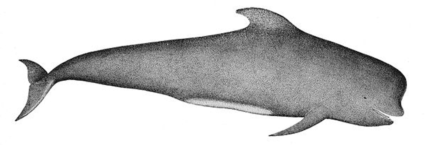 Long-finned pilot whale &copy; 