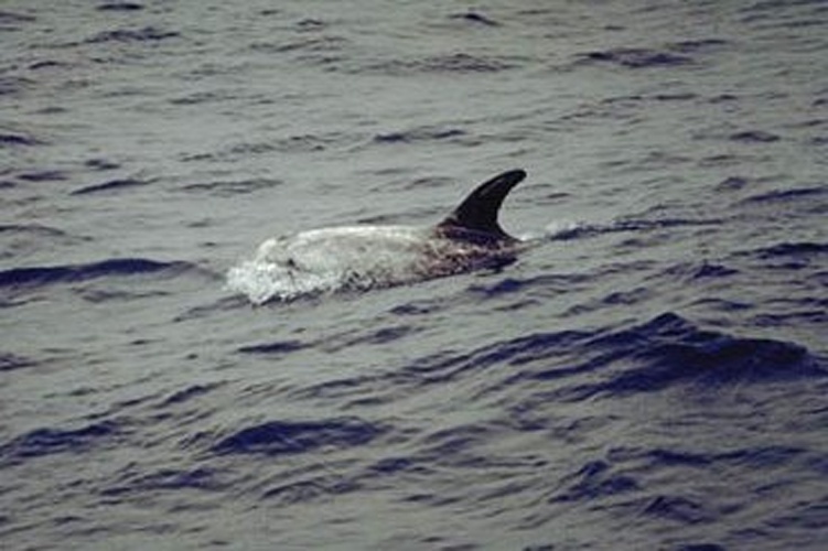 Risso's Dolphin © National Marine Mammal Laboratory, no individual author credit given