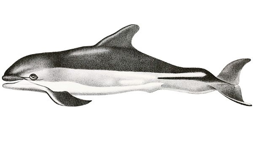 Atlantic white-sided dolphin &copy; Anonym, for Edward Drinker Cope
