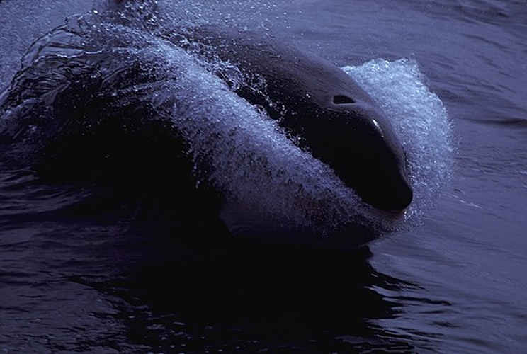 Orca &copy; Allen Shimada NOAA/NMFS/OST/AMD.