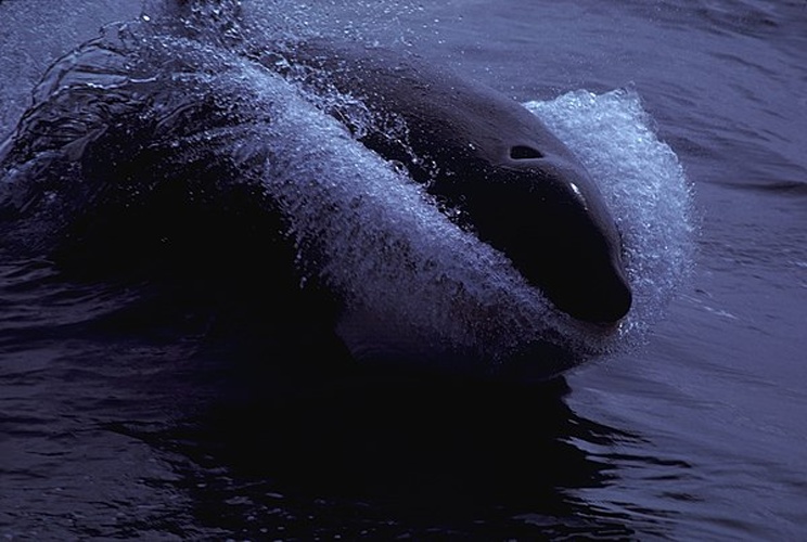 Orca © Allen Shimada NOAA/NMFS/OST/AMD.