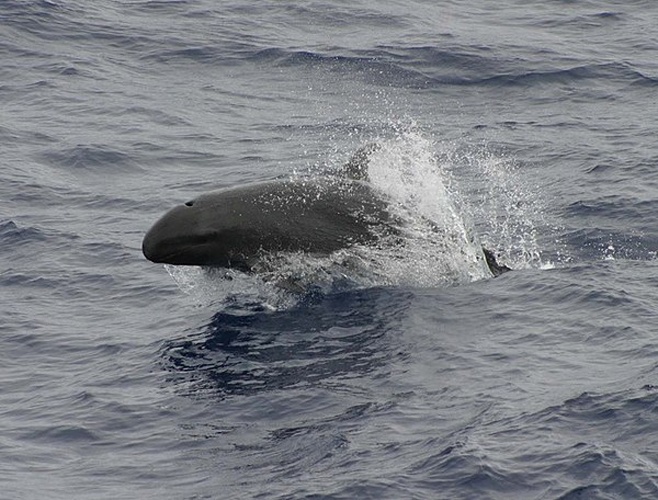 false killer whale © 