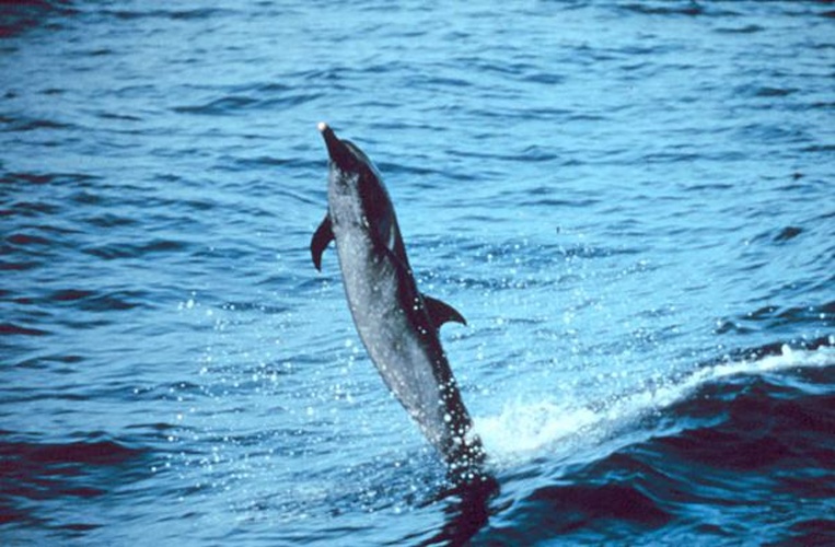 Pantropical spotted dolphin © National Oceanic and Atmospheric Administration