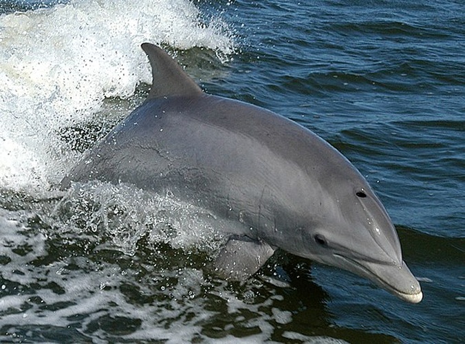 common bottlenose dolphin © NASA