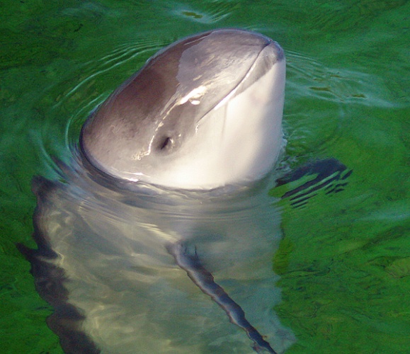 Harbour porpoise © <a href="//commons.wikimedia.org/w/index.php?title=User:AVampireTear&amp;action=edit&amp;redlink=1" class="new" title="User:AVampireTear (page does not exist)">AVampireTear</a>