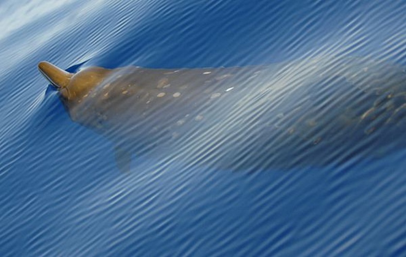 Blainville's beaked whale © NOAA Photo Library