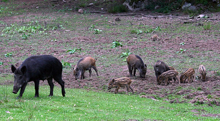 Sus scrofa © <a href="//commons.wikimedia.org/wiki/User:Entheta" title="User:Entheta">Entheta</a>