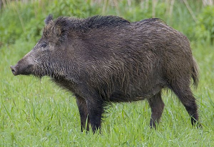 Sus scrofa scrofa © <a href="//commons.wikimedia.org/wiki/User:Jerzystrzelecki" title="User:Jerzystrzelecki">Jerzy Strzelecki</a>