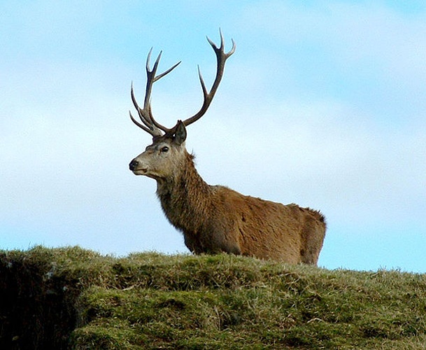 Cervus elaphus © 