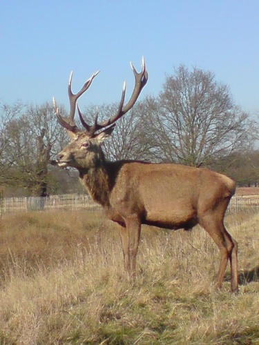 Cervus elaphus elaphus © Emőke Dénes